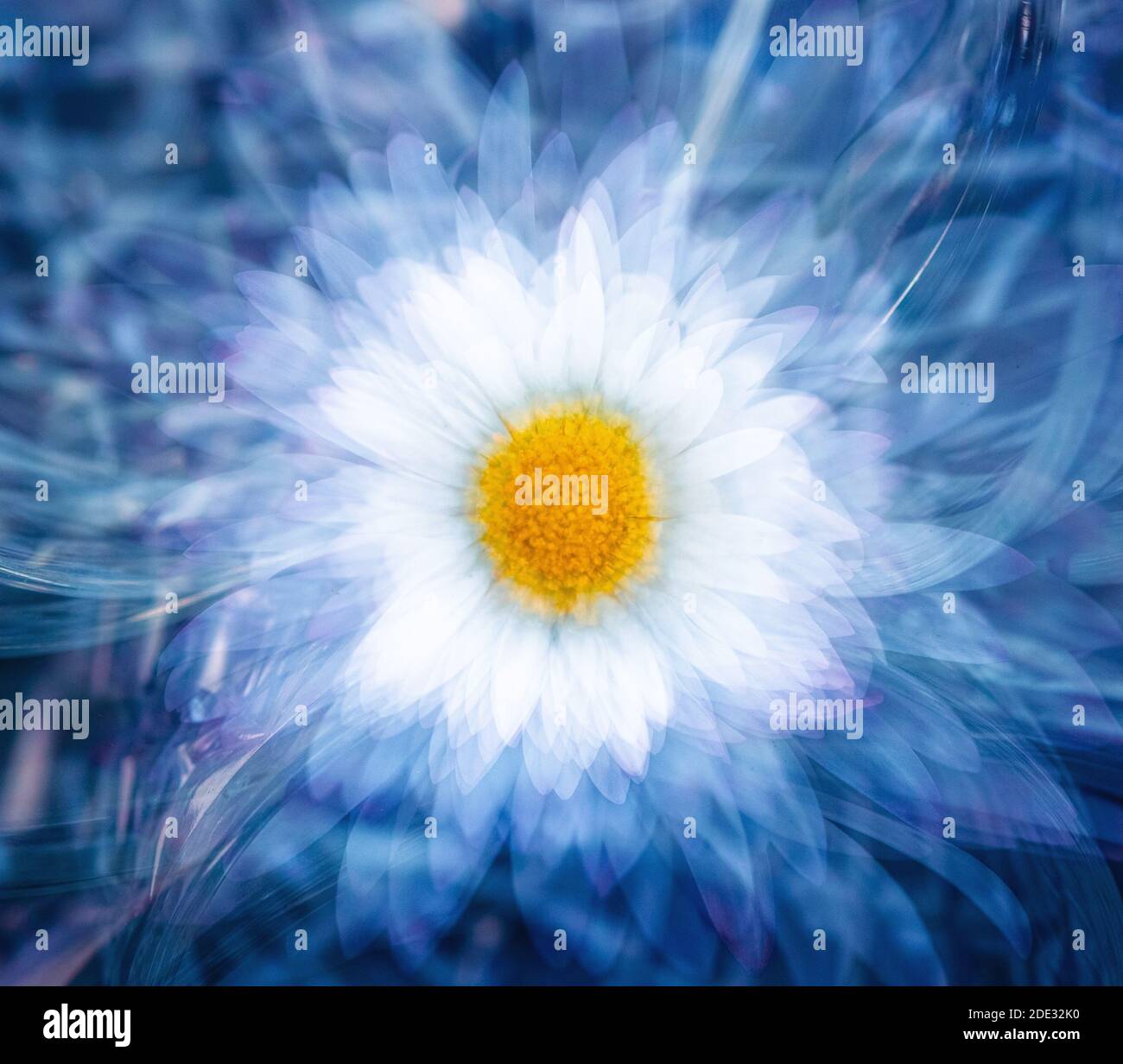 Flower inside a glass. Creative image of a daisy. Stock Photo