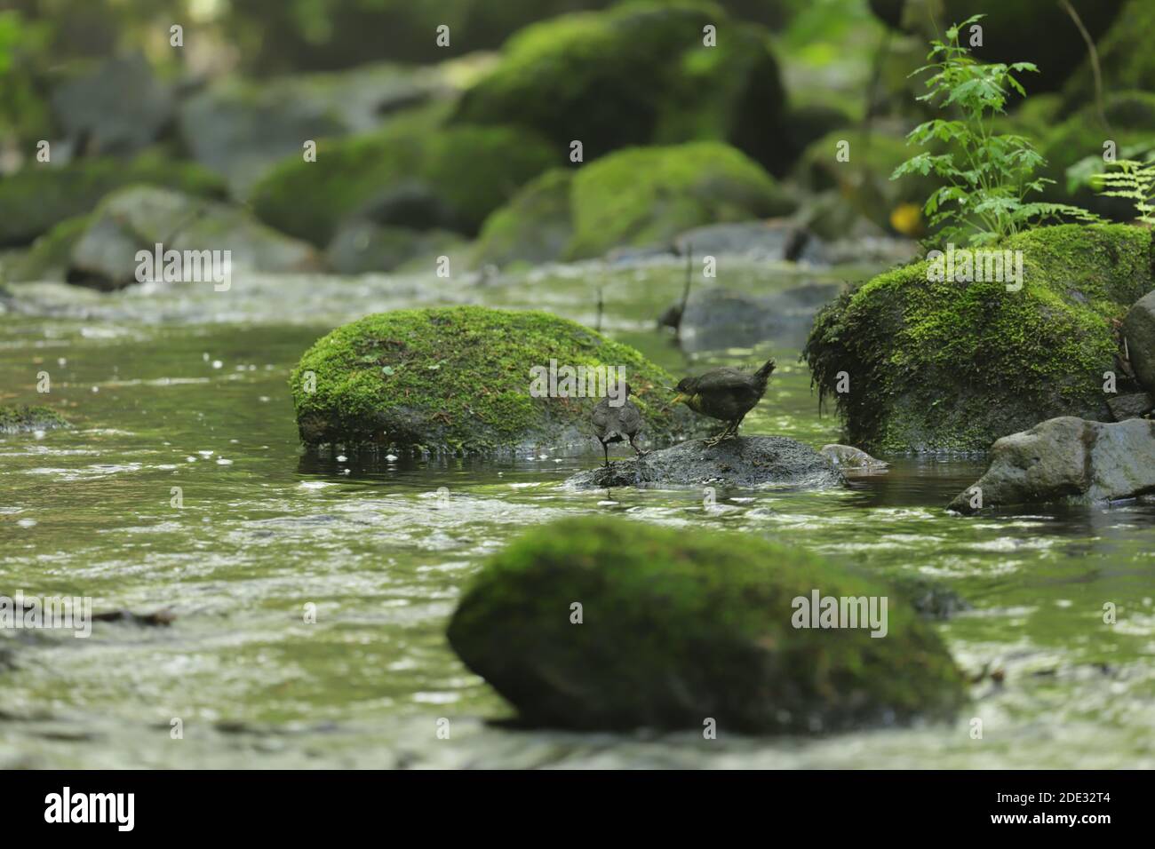 Rivelin valley waterfalls hi-res stock photography and images - Alamy