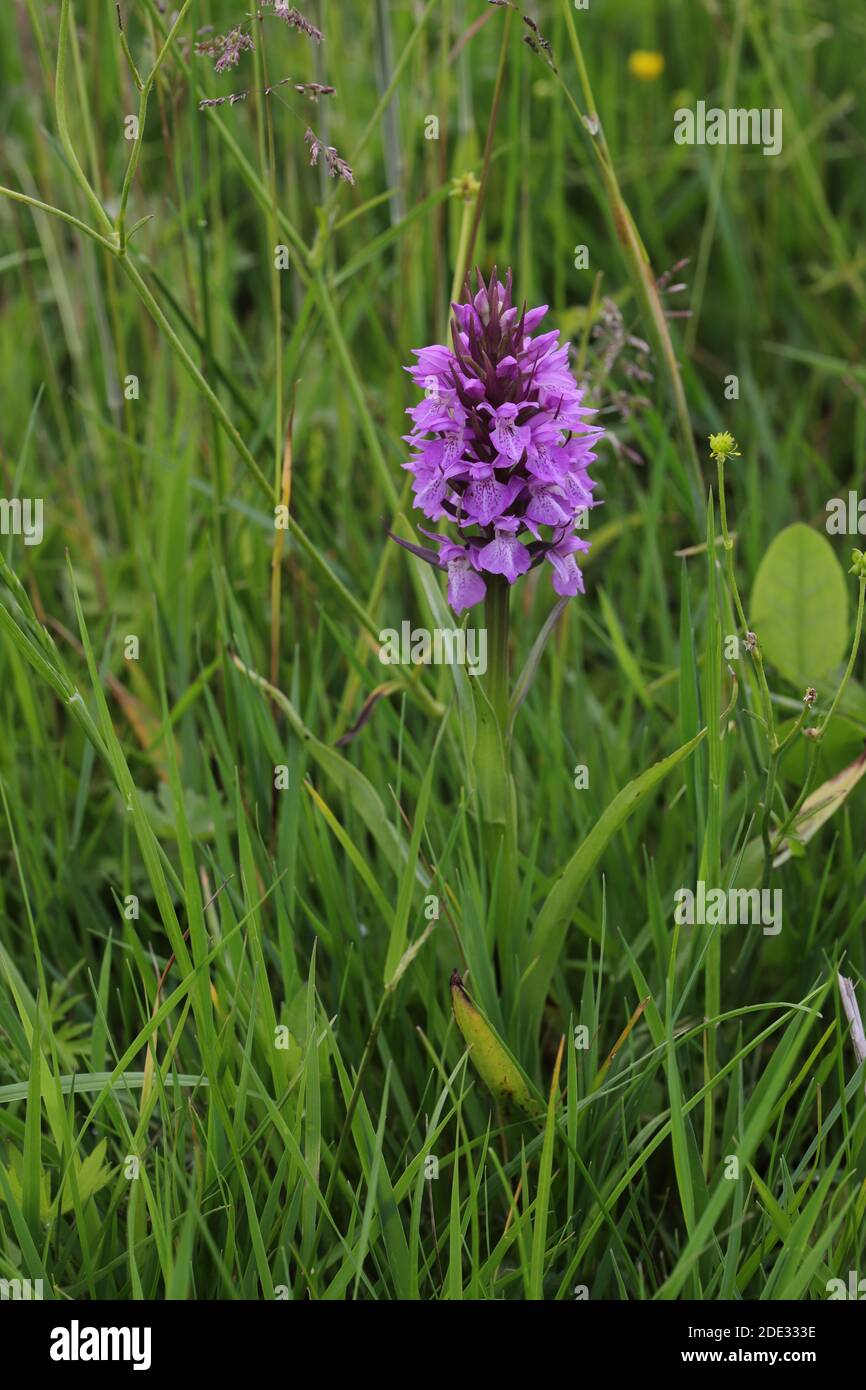 Marsh Orchid Stock Photo