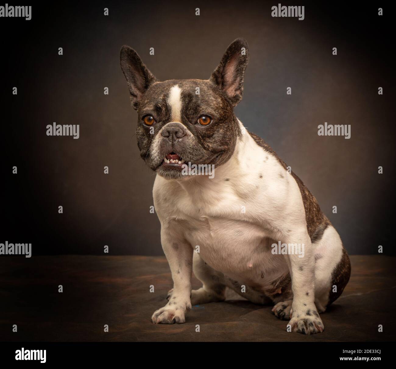 Studio portraits of a young French Bulldog Stock Photo
