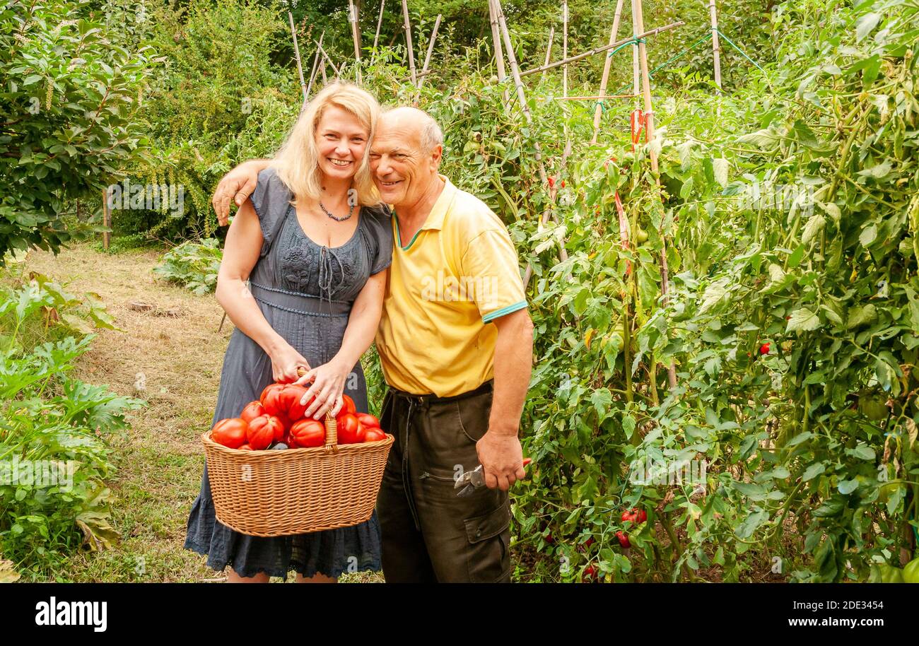 Happy woman and Senior Man with a basket of harvested freshly tomatoes ...