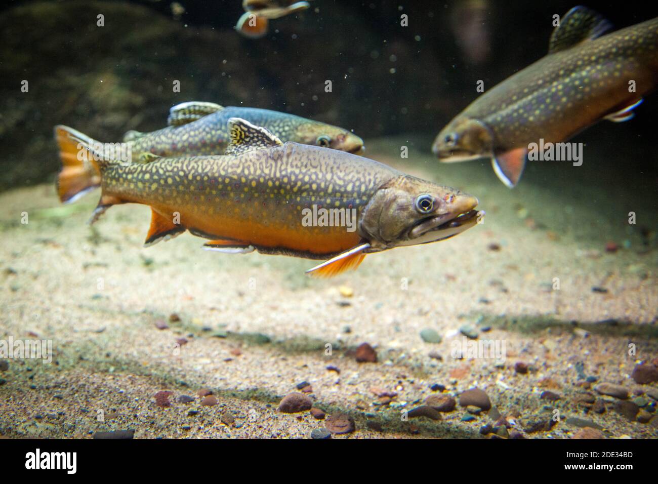 Brook trout (Salvelinus fotinalis) in a aquarium display. Stock Photo