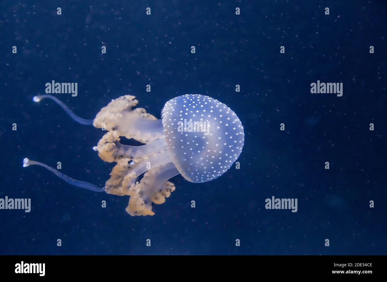Jellyfish in an aquarium Stock Photo