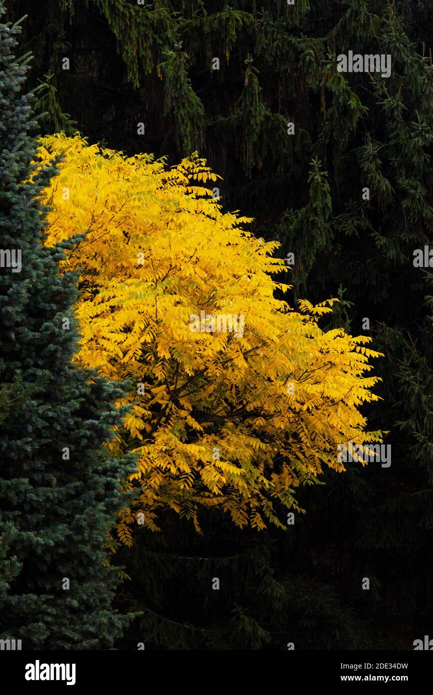 Butternut Tree in autumn surrounded by conifers in Pennsylvabia’s Pocono Mountains Stock Photo