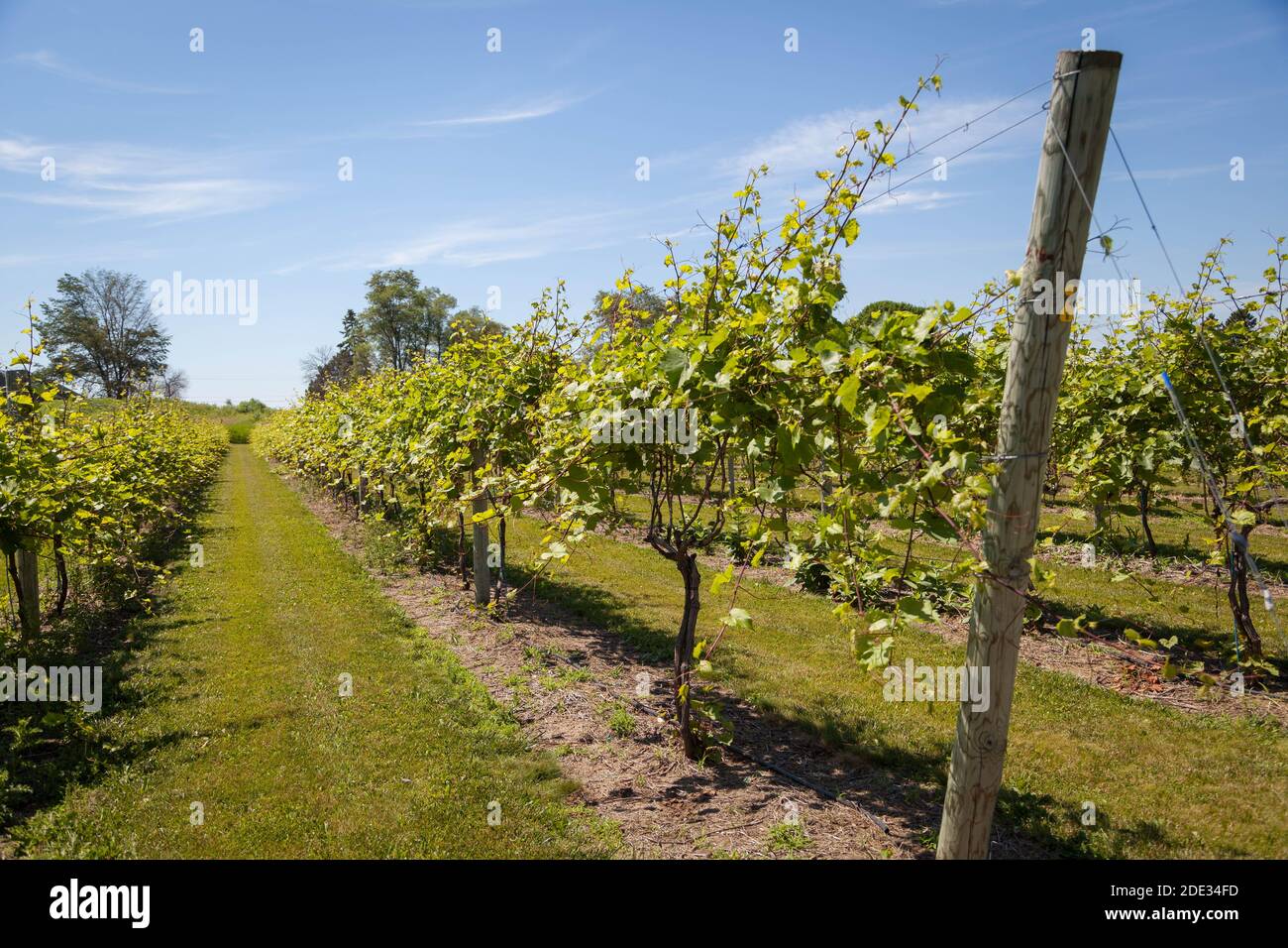 Grape vines in a vineyard in Door County Wisconsin Stock Photo