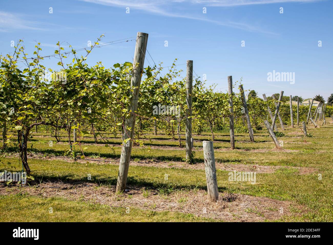 Grape vines in a vineyard in Door County Wisconsin Stock Photo