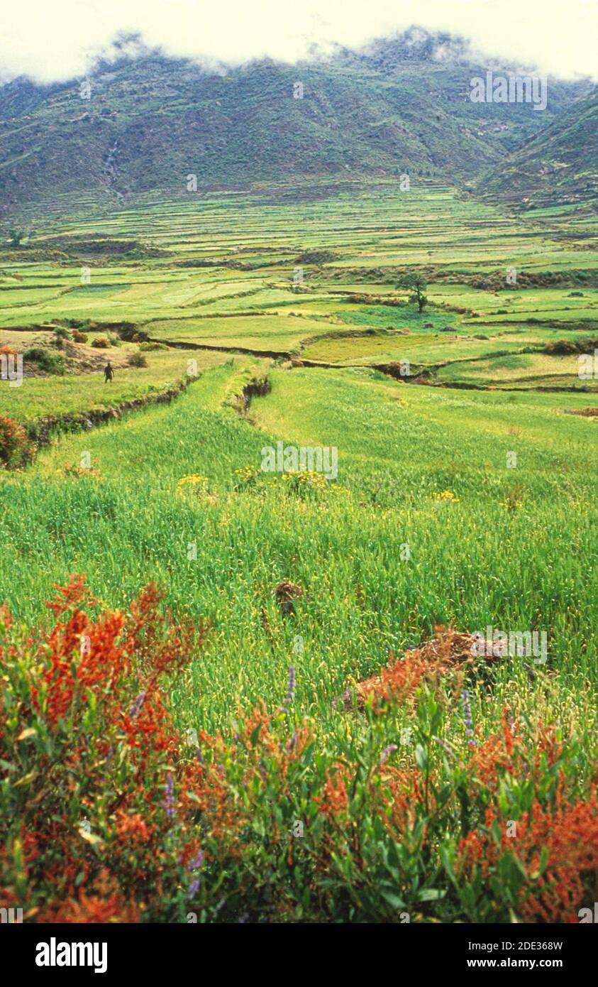 Green, fertile landscape with fields of crops, Wollo Province, Ethiopia Stock Photo