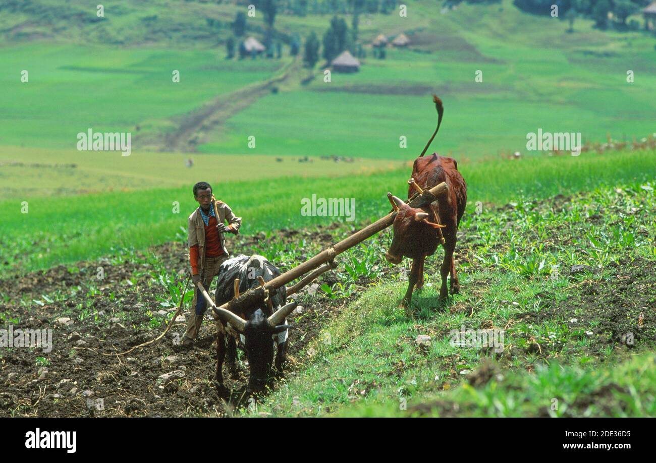 Farmer ploughing land on his smallholding with ox-drawn traditional marasha ard plough. Wollo Province, Ethiopia, Africa Stock Photo