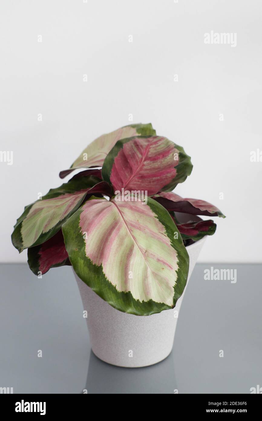 Close up of a Calathea Rosy with pink and green feathered leafs. The background is white and the plant sits in a grey pot. Stock Photo