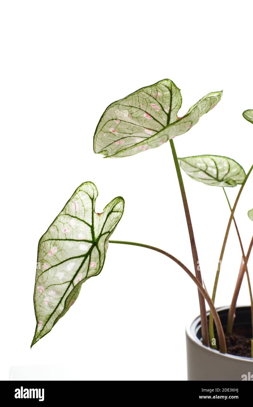 High key of a caladium cranberry star. They have white leafs with pink dots and green veins. Stock Photo