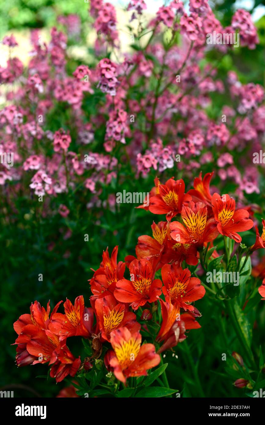 Alstroemeria ???orange glory??? hires stock photography and images Alamy