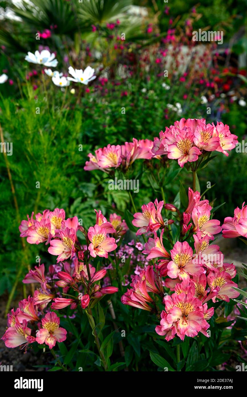 alstroemeria summer break,pink flowers,white flecked throat,Peruvian Lily,flowers,flower,flowering,garden,gardens,cut flowers,RM Floral Stock Photo