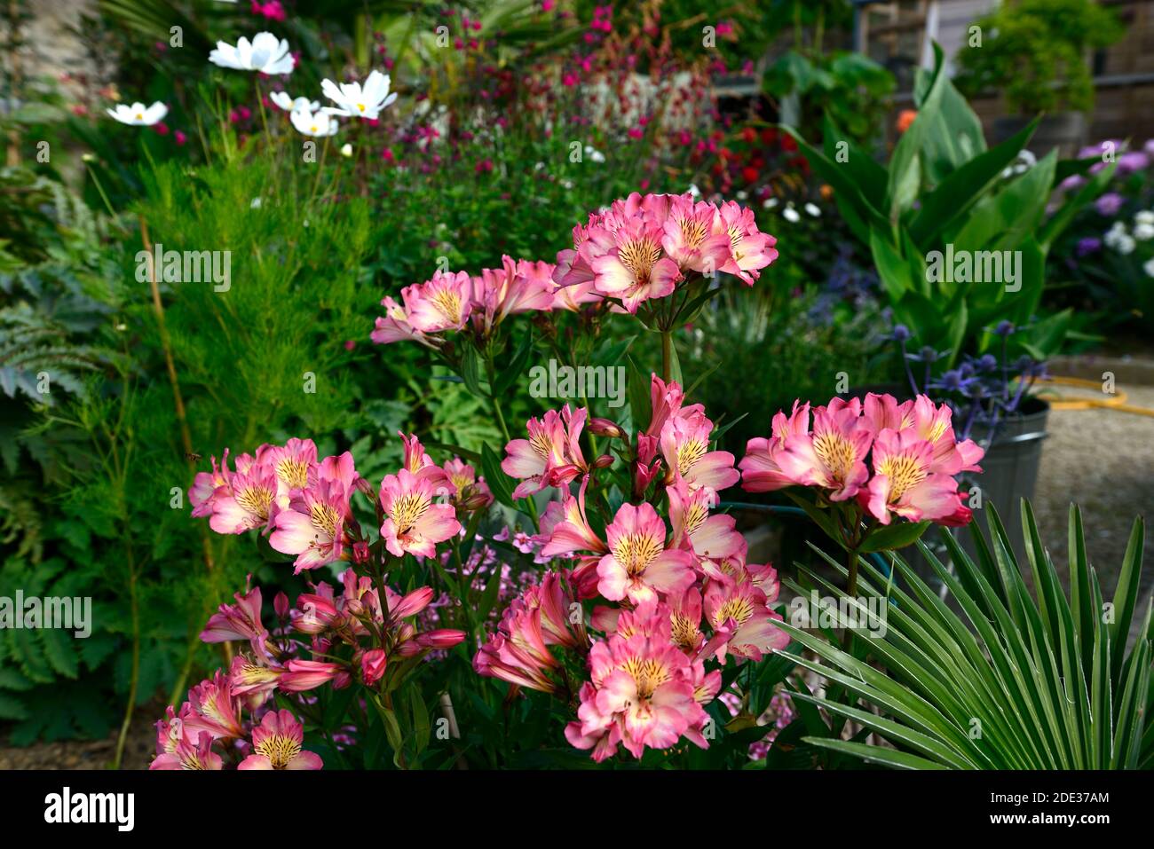 alstroemeria summer break,pink flowers,white flecked throat,Peruvian Lily,flowers,flower,flowering,garden,gardens,cut flowers,RM Floral Stock Photo