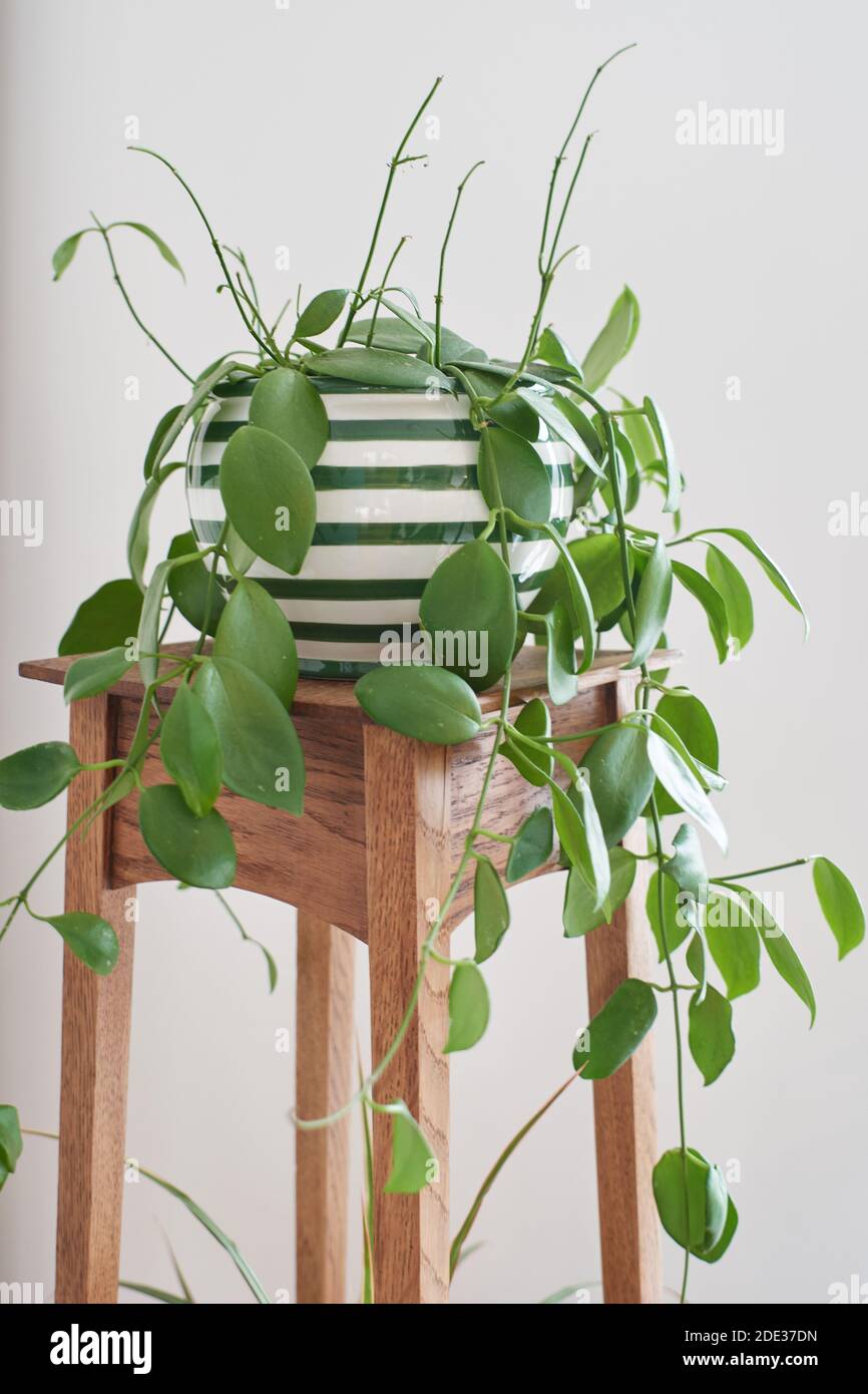 Hoya calycina stargazer in an pot with stripes, sitting on a wooden table. Stock Photo