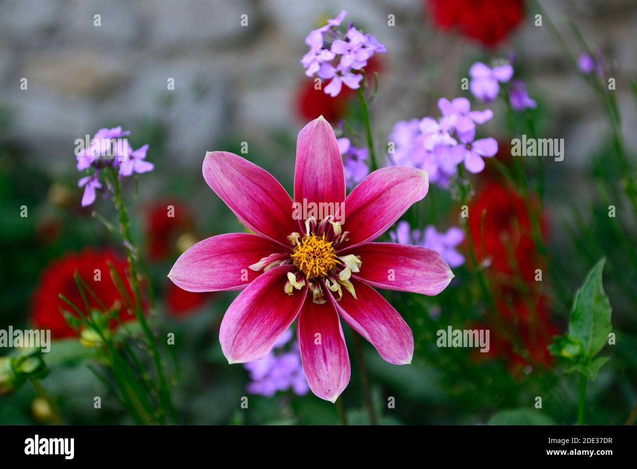 dahlia curiosity,collarette dahlia,single outer ring flat ray florets,red flower,red flowers,flowering dahlias, bloom, blossom,RM Floral Stock Photo