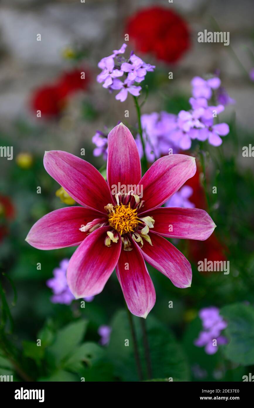 dahlia curiosity,collarette dahlia,single outer ring flat ray florets,red flower,red flowers,flowering dahlias, bloom, blossom,RM Floral Stock Photo