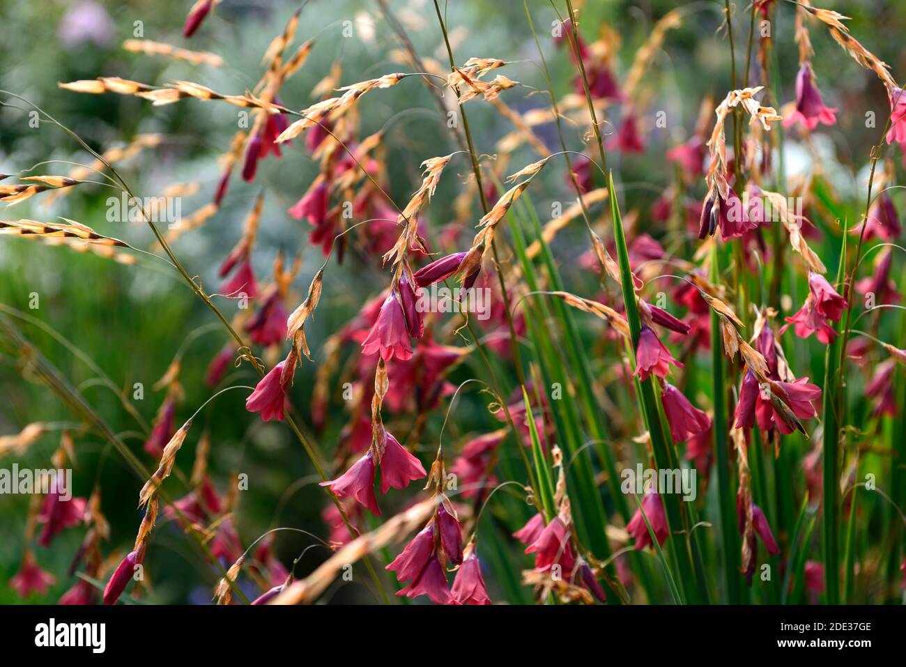 dierama igneum,pink coral flowers,perennials,arching,dangling,hanging,bell shaped flower,angels fishing rods,perennial,perennials,RM Floral Stock Photo