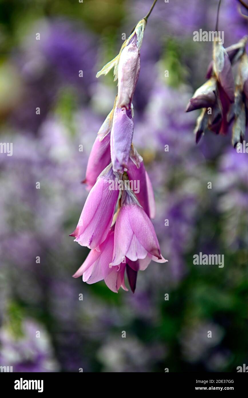 dierama pulcherrimum,pink purple flowers,flower,perennials,arching,dangling,hanging,bell shaped,angels fishing rods,indigofera in background,RM Floral Stock Photo