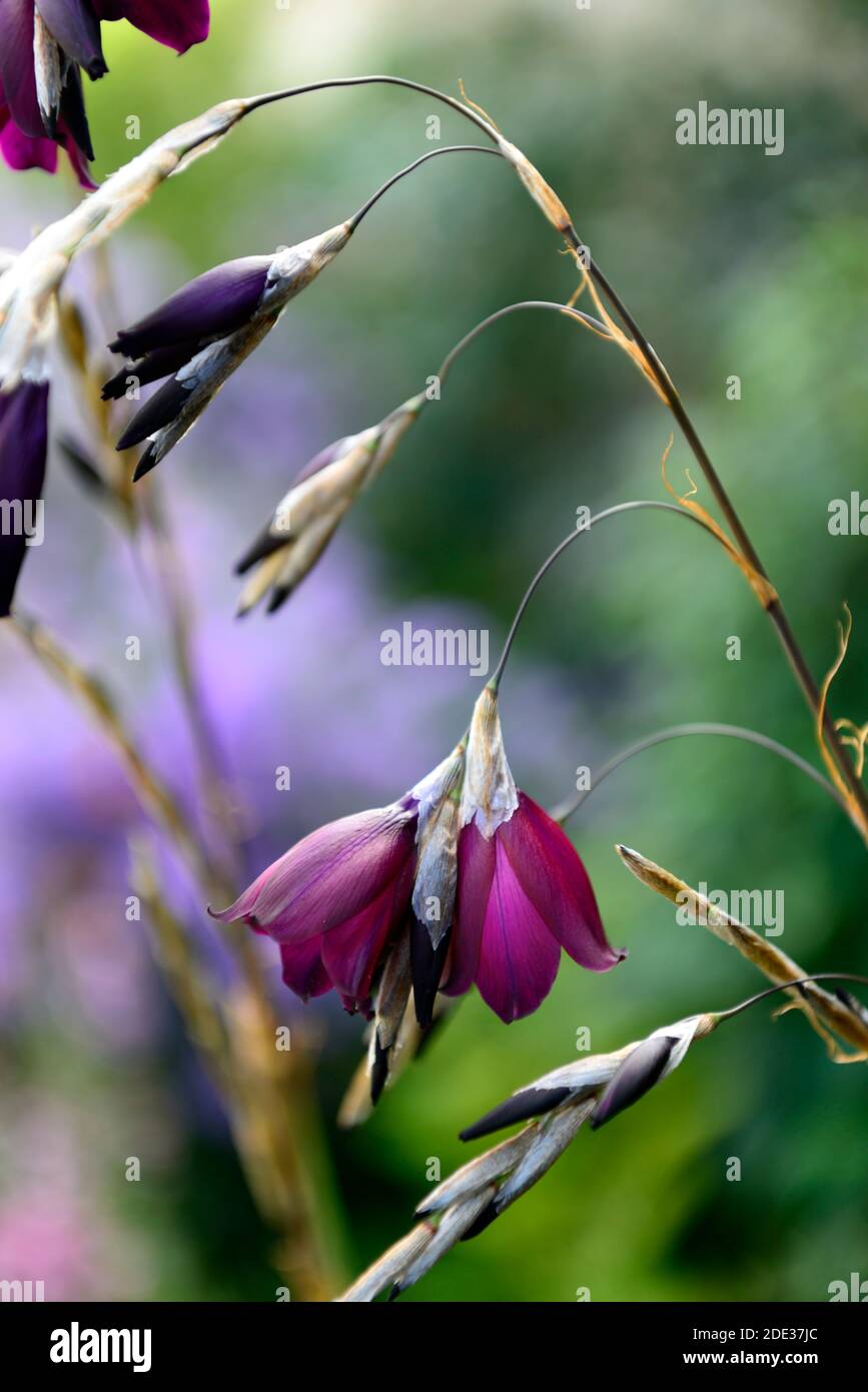 dierama pulcherrimum blackbird,maroon purple flowers,maroony-purple flowers,dark purple flowers,perennials,arching,dangling,hanging,bell shaped,angels Stock Photo