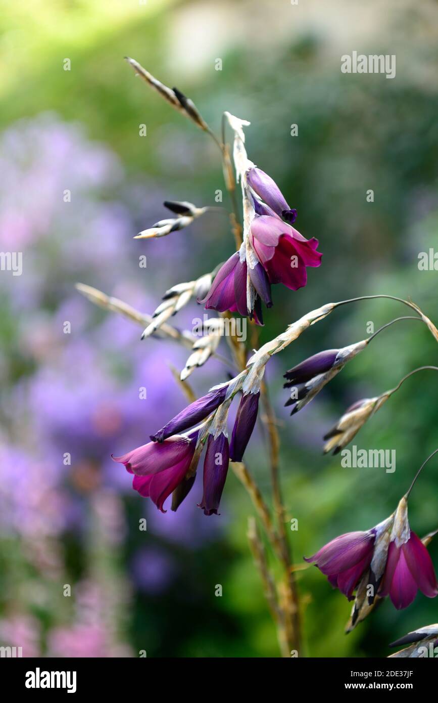 dierama pulcherrimum blackbird,maroon purple flowers,maroony-purple flowers,dark purple flowers,perennials,arching,dangling,hanging,bell shaped,angels Stock Photo