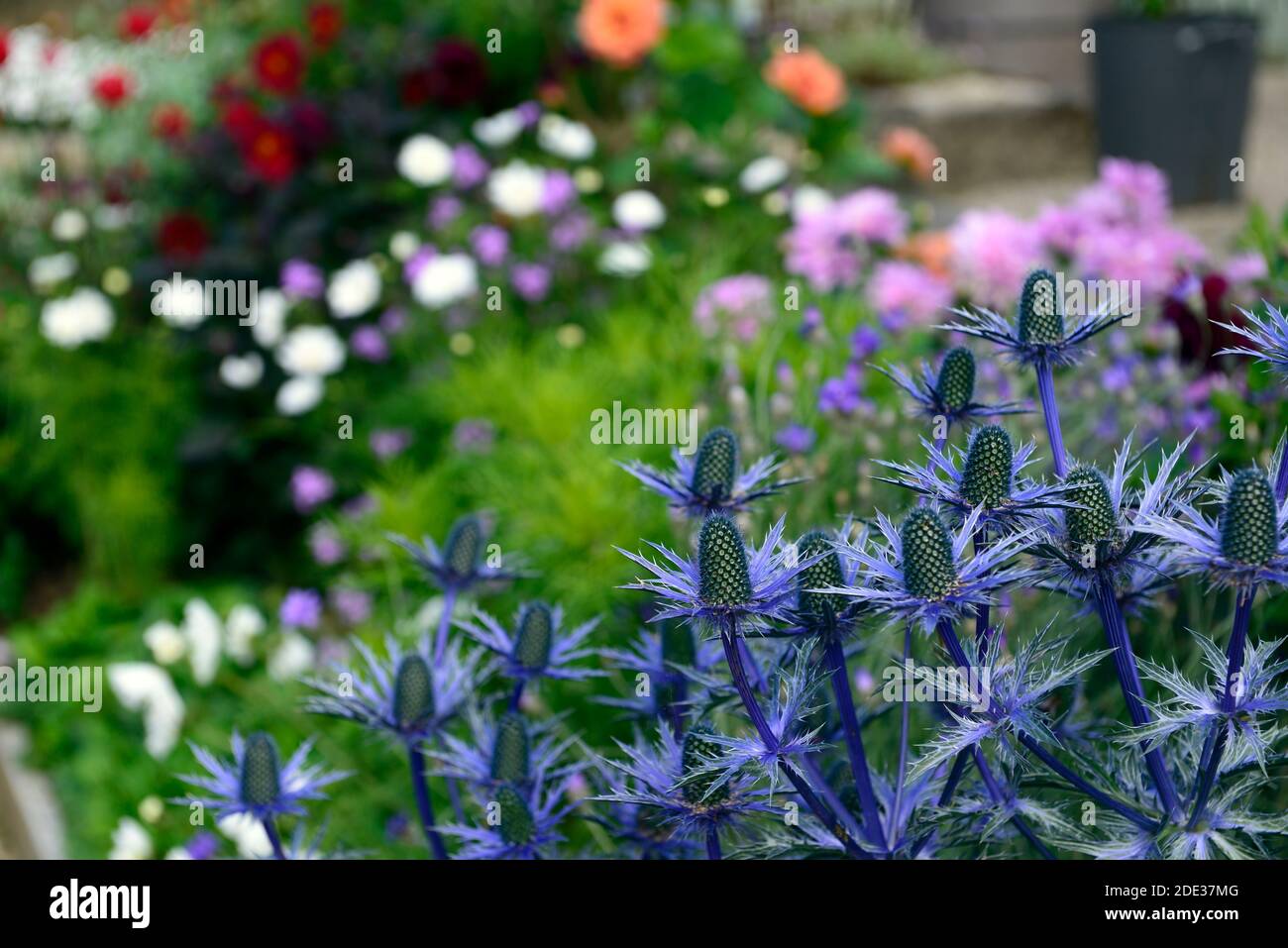 Eryngium X Zabelii Big Blue,Sea Holly,blue flowers,blue flower,flowering,border,RM Floral Stock Photo