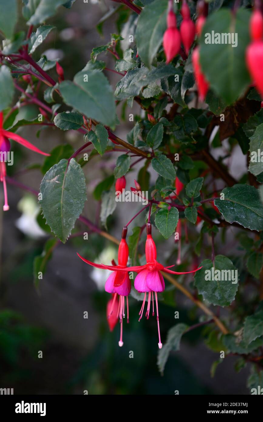 fuchsia red lilac flowers,red and lilac fuchsias,bicolor,bicolour,flower,flowering,RM Floral Stock Photo