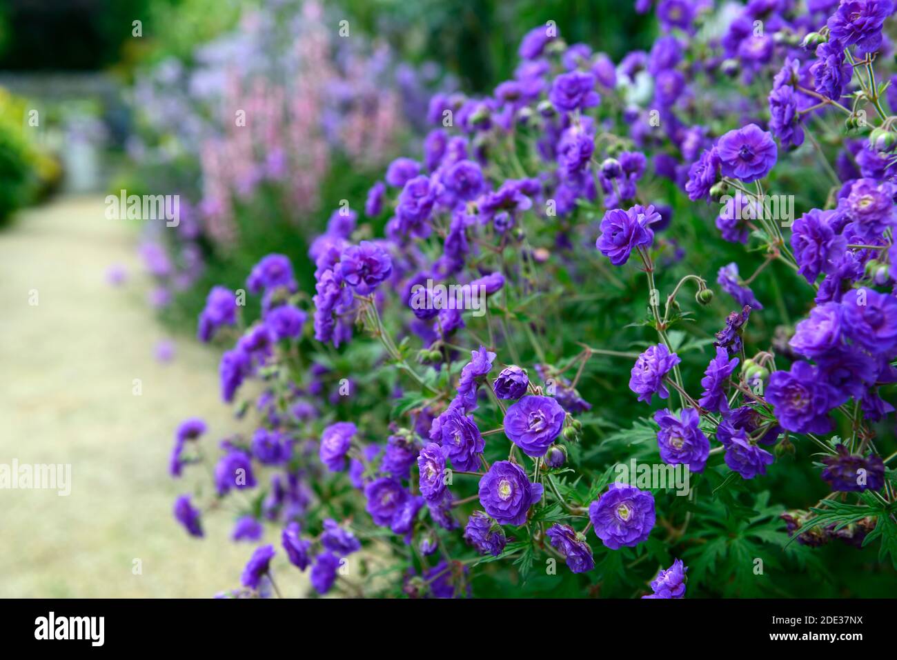 Geranium himalayense plenum,Geranium himalayense Birch's Double,double gernaium flowers,violet double ruffled flowers,violet,blue,purple,flowering, Stock Photo