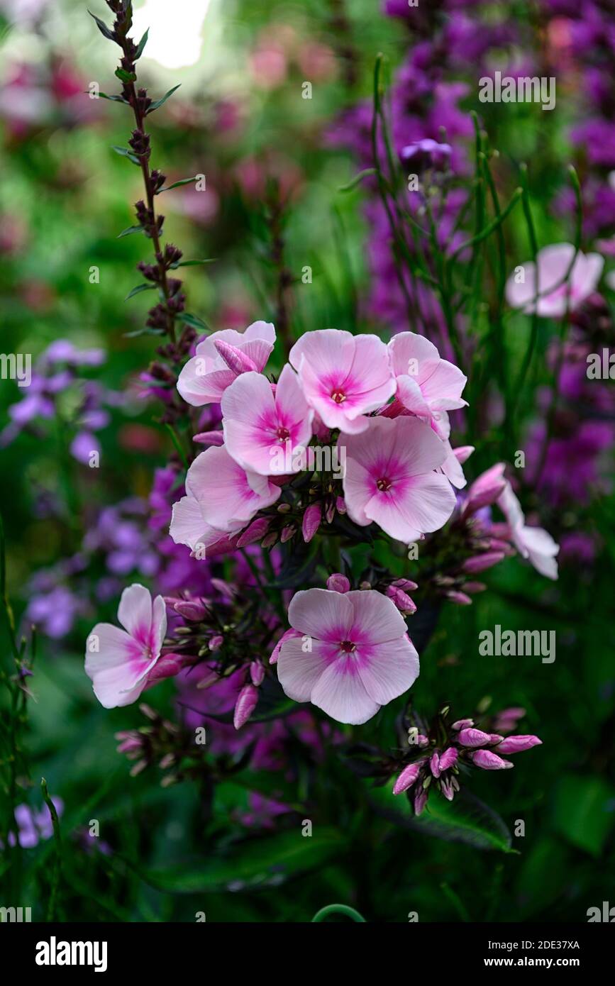 phlox paniculata bright eyes,pink,RM Floral,flowering,combination,flowers,mixed,flower,mix,white Stock Photo