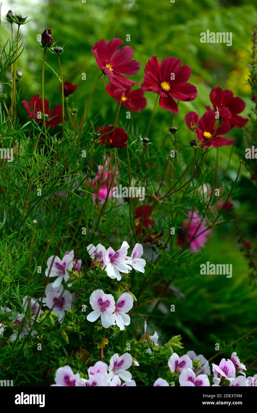 pelargonium,cosmos,white and red flowers,flower,flowering,mixed