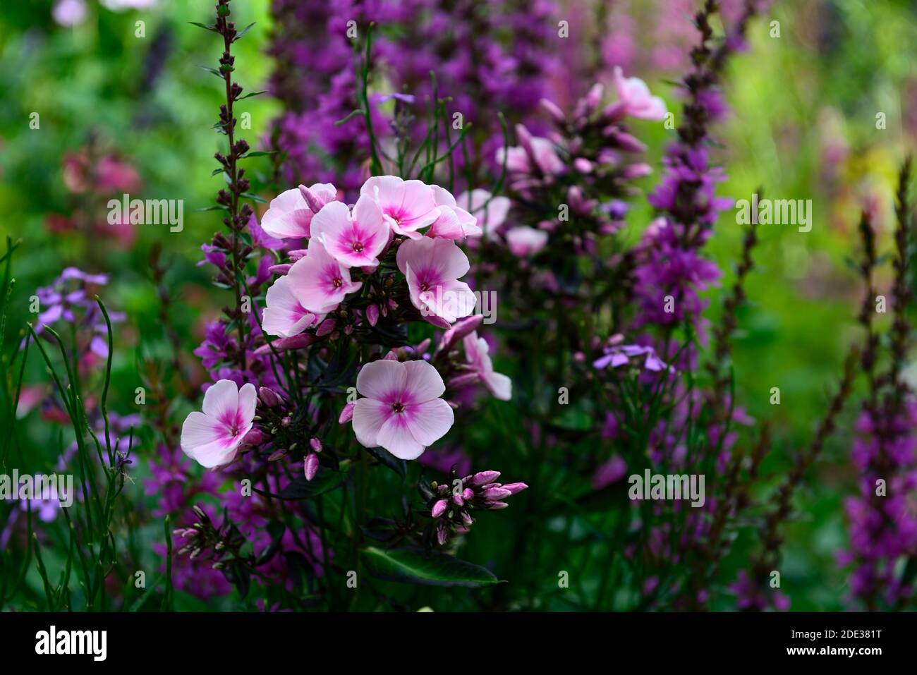 phlox paniculata bright eyes,pink,white,flower,flowers,flowering,mix,mixed,combination,RM Floral Stock Photo