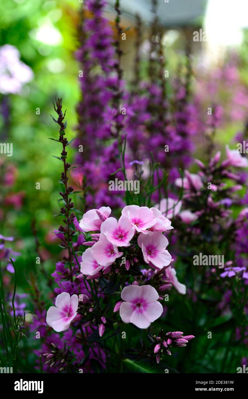 phlox paniculata bright eyes,pink,white,flower,flowers,flowering,mix,mixed,combination,RM Floral Stock Photo