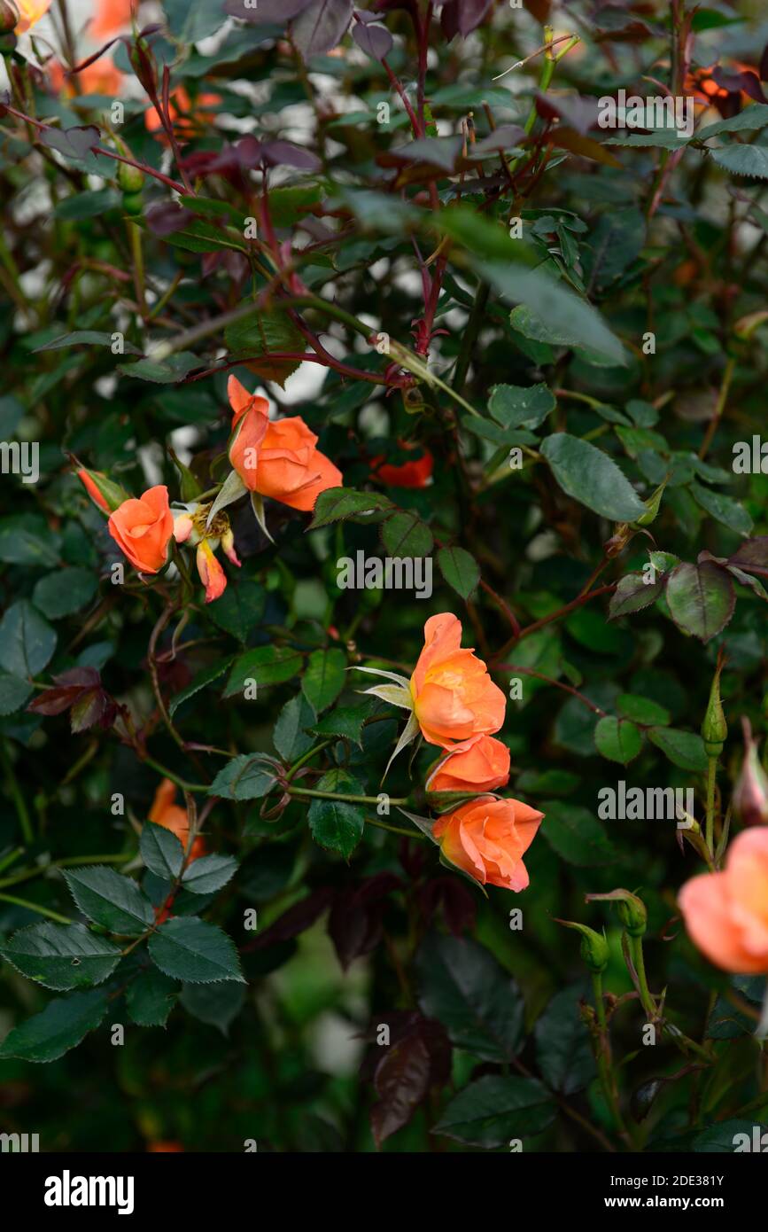 Rosa Warm Welcome,Rose Warm Welcome,Chewizz,Orange flowers,orange Climbing  Rose,roses,flowering,RM floral Stock Photo - Alamy