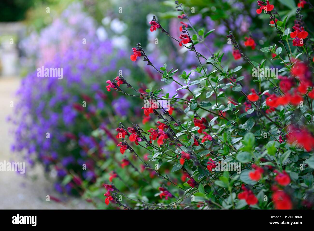 Salvia greggii Royal Bumble,salvias,sage,sages,scarlet,red,scarlet red flowers,flower,flowers,flowering,scented,RM Floral Stock Photo