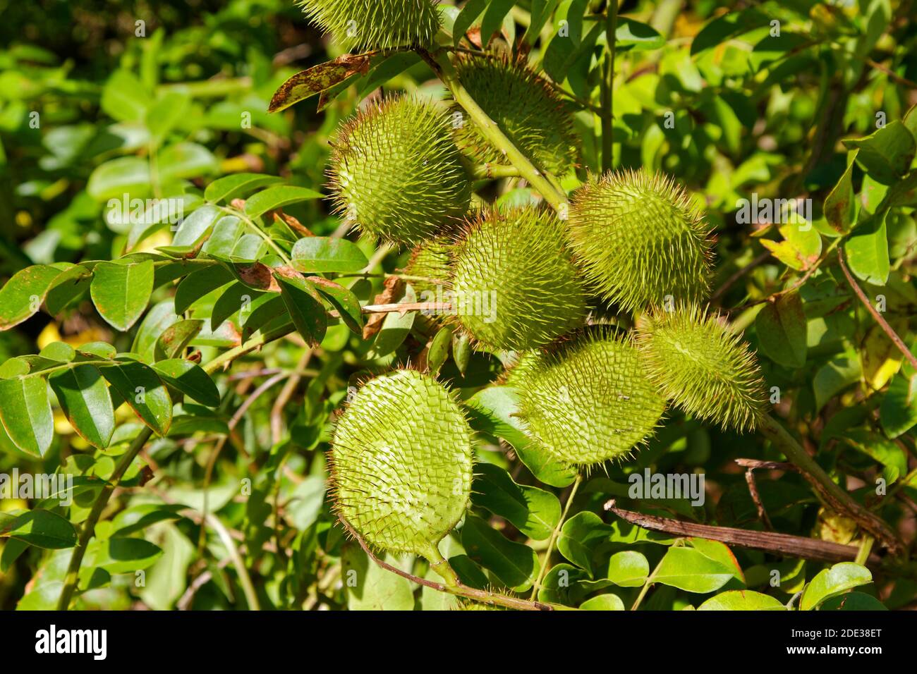 Gray nickerbean fruit hires stock photography and images Alamy