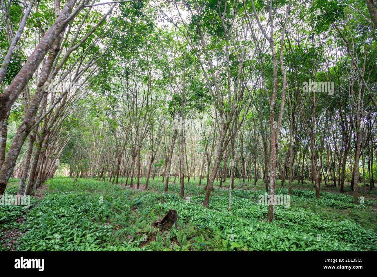 Rubber plantation in Basilan, Philippines Stock Photo