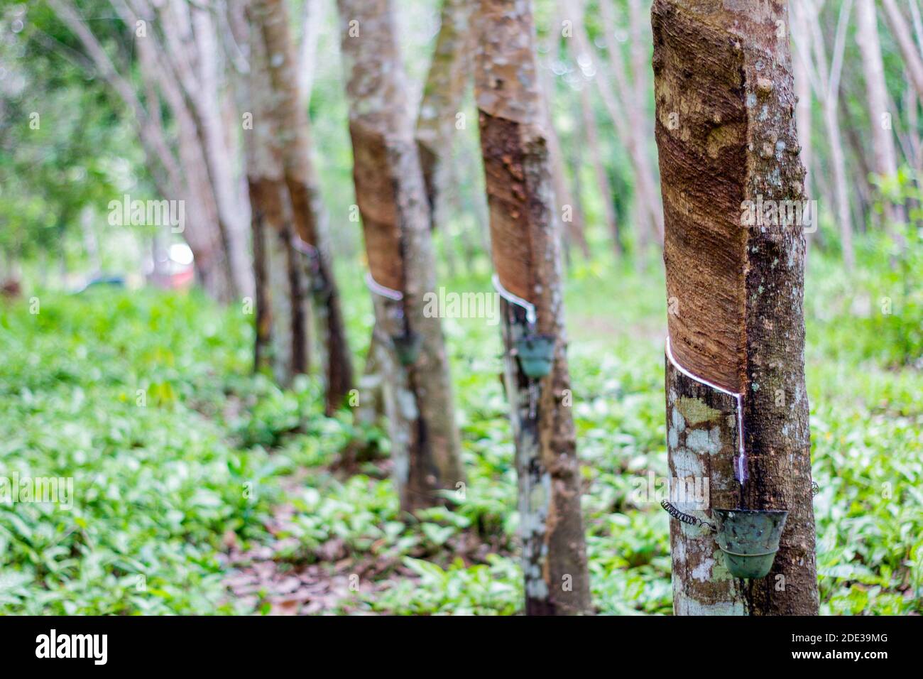 Rubber plantation in Basilan, Philippines Stock Photo