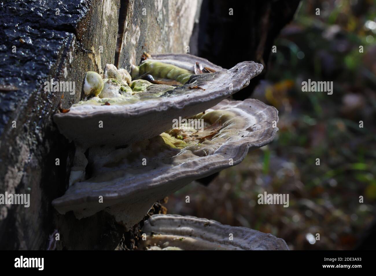 Trametes gibbosa, the lumpy bracket Stock Photo