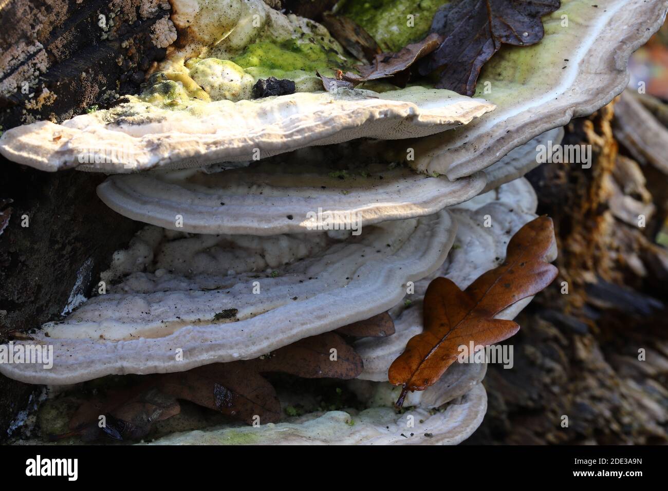 Trametes gibbosa, the lumpy bracket Stock Photo