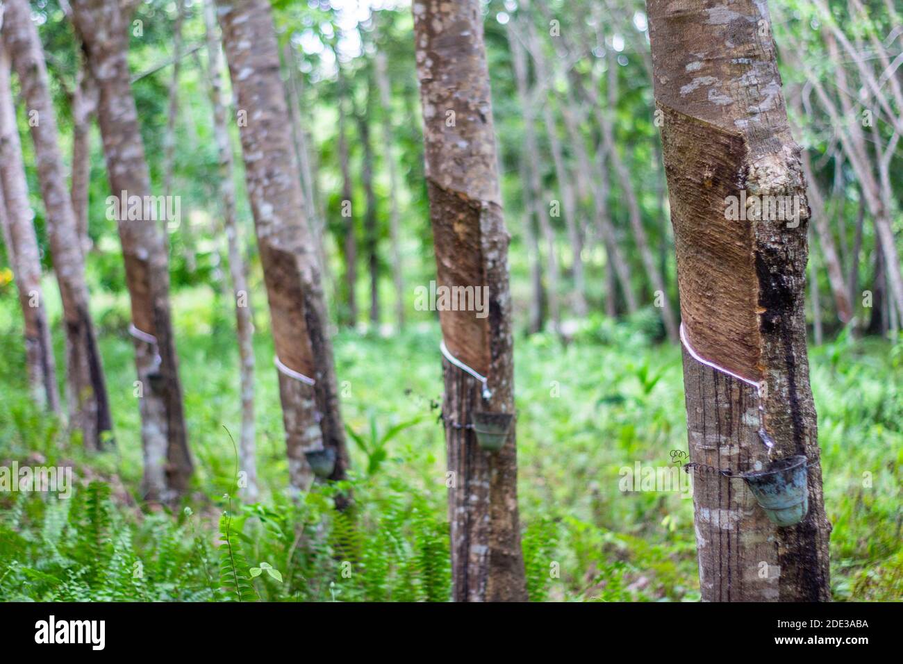 Rubber trees at a plantation in Basilan, Philippines Stock Photo