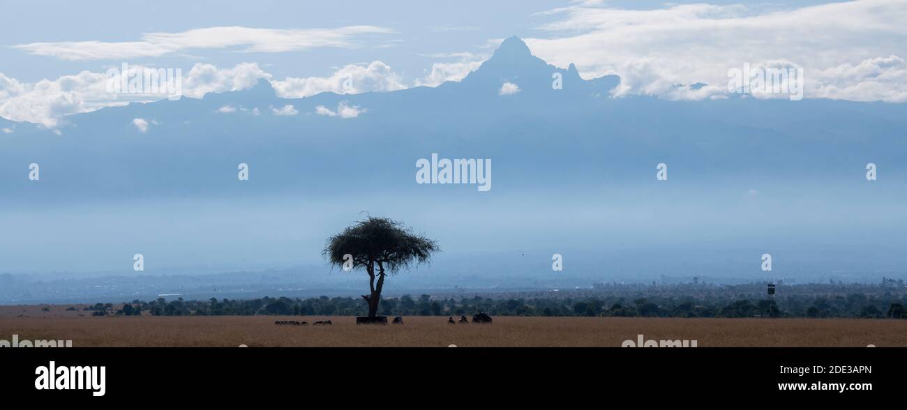 Africa, Kenya, Ol Pejeta Conservancy. Mount Kenya, the highest mountain in Kenya. Silhouette of acacia tree and rhino graveyard. Stock Photo
