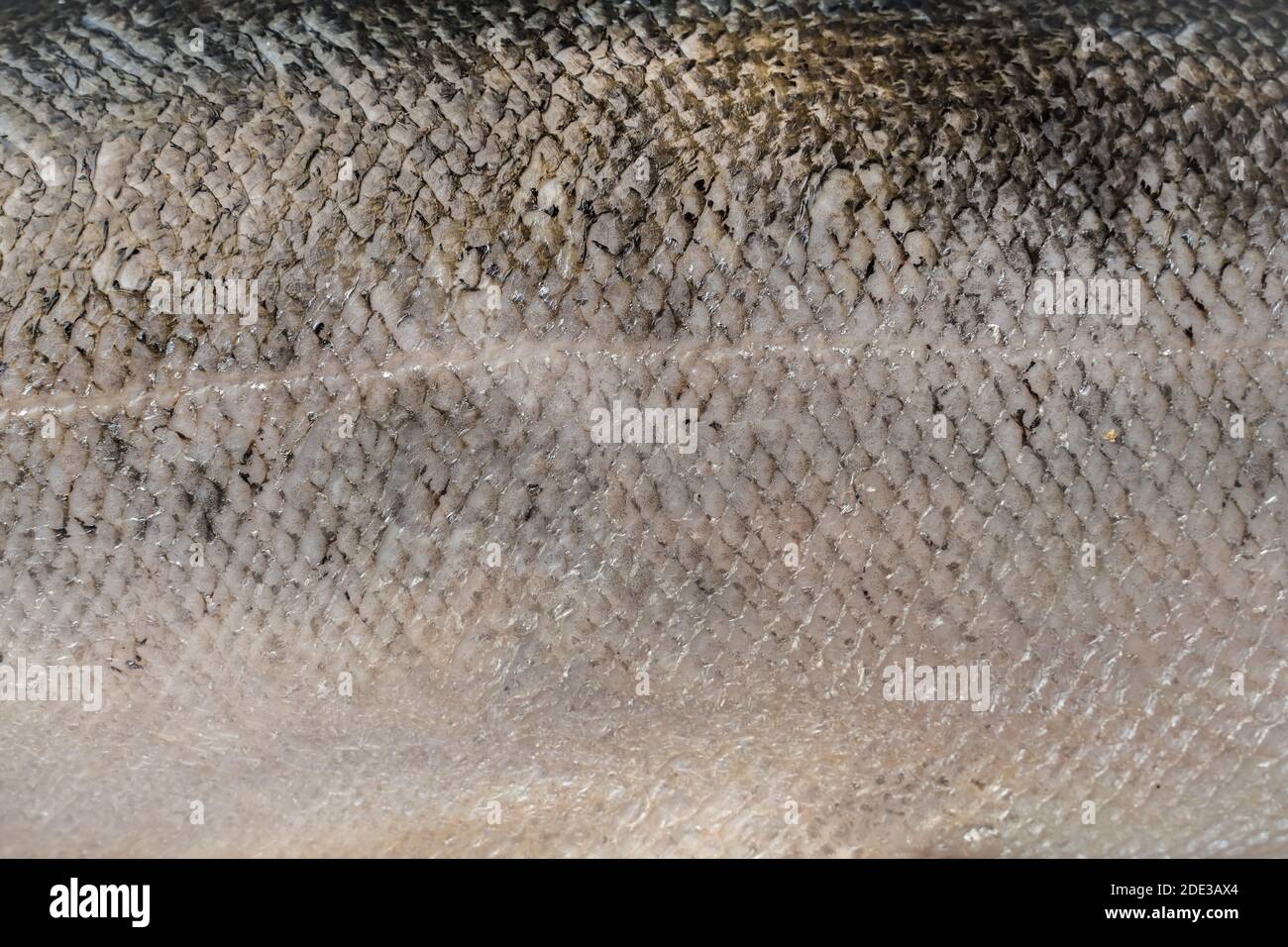 Salmon scales hires stock photography and images Alamy