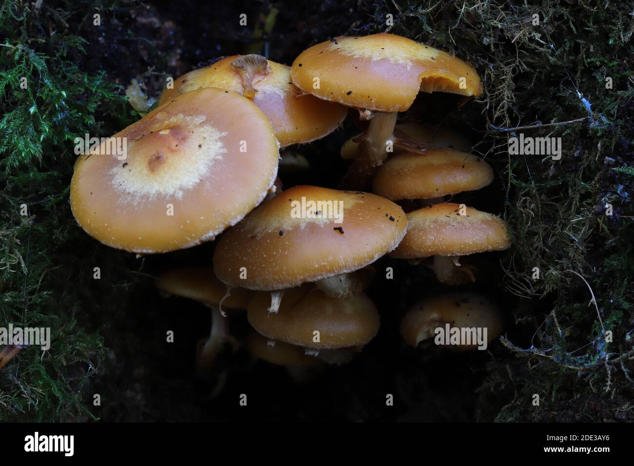 Two-toned woodtuft, Keuhneromyces mutabilis Stock Photo