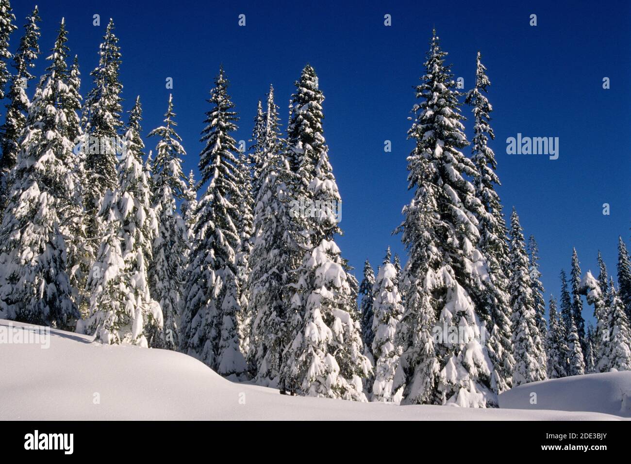 Winter forest, Mt Jefferson Wilderness, Willamette National Forest, Oregon Stock Photo