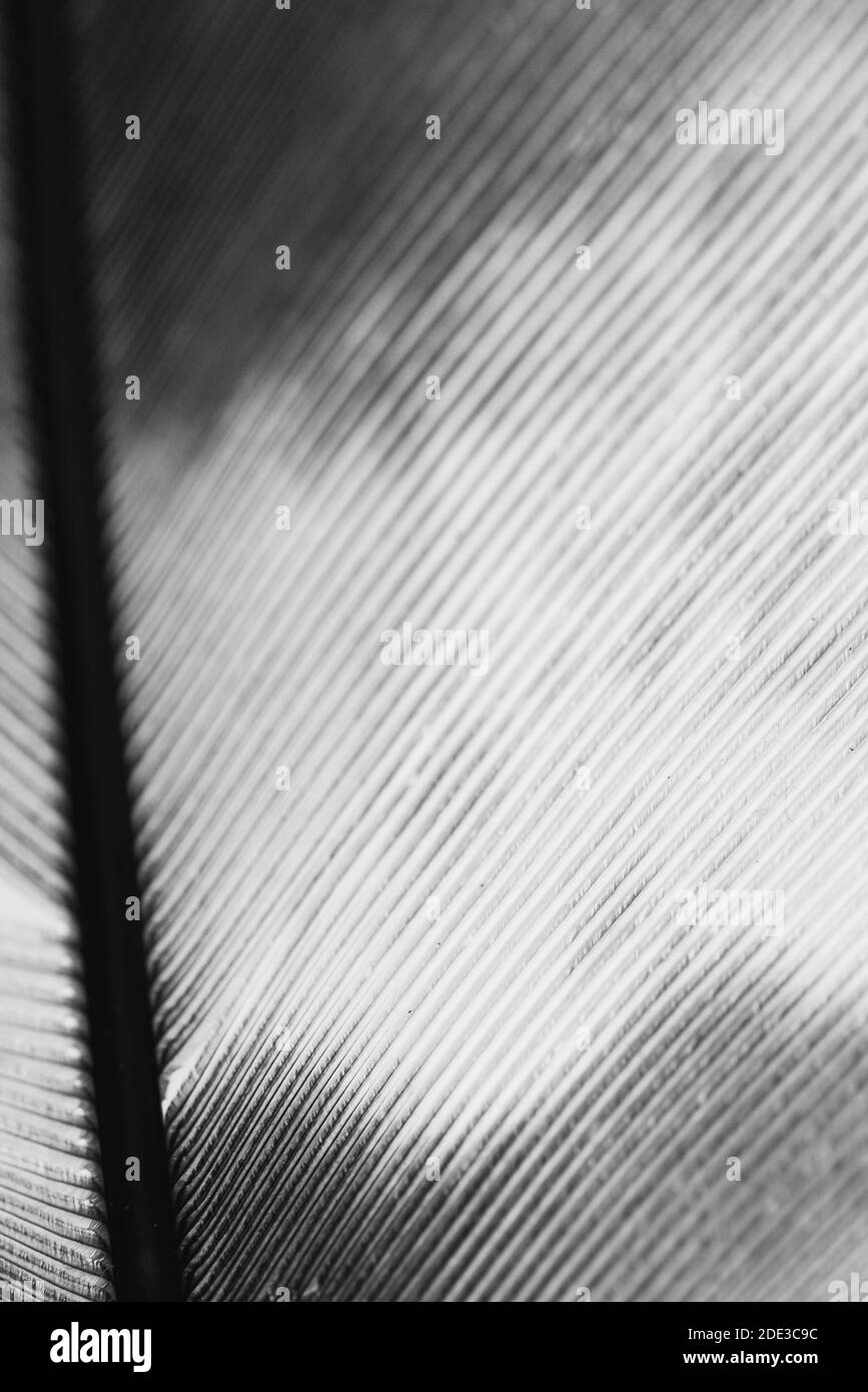 Feather of a bird photographed abstractly, feather photographed slightly out of focus Stock Photo