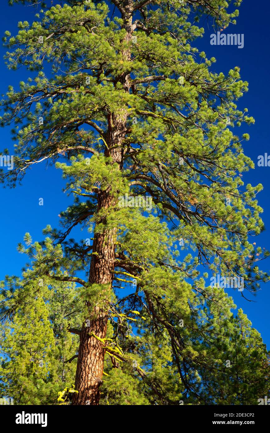 Ponderosa pine (Pinus ponderosa), Fremont National Forest, Oregon Stock