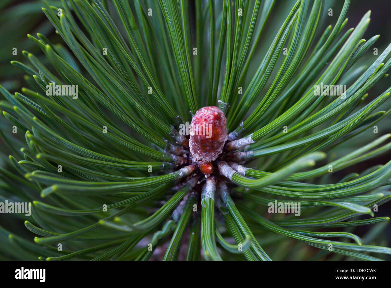 Zoom in on a green pine needle with a macro lens Stock Photo
