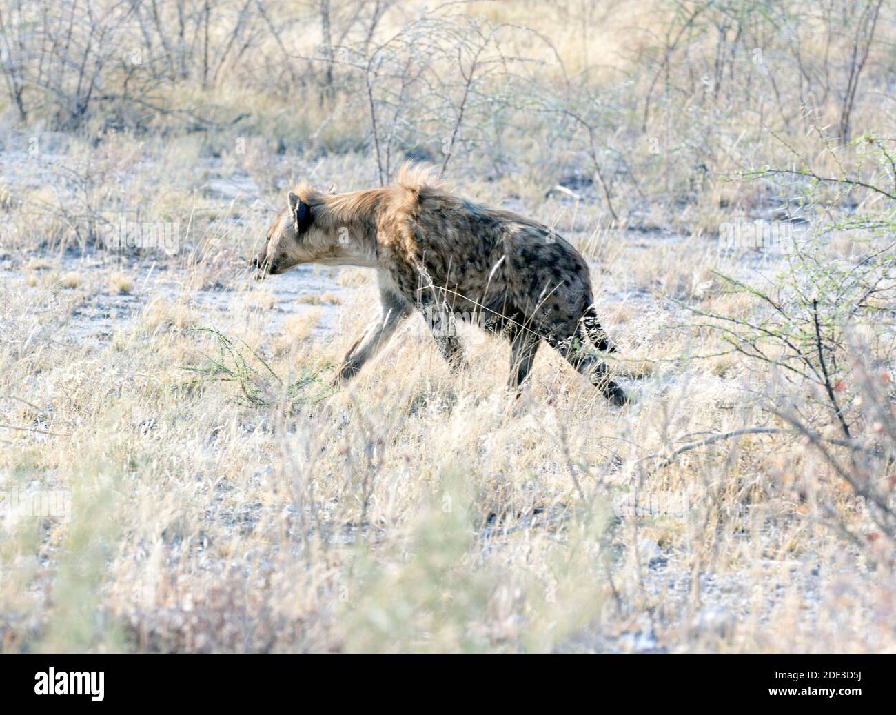 A spotted hyena hunting in the savannah of Namibia Stock Photo - Alamy