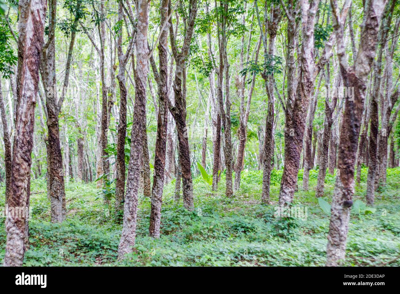 Rubber trees at a plantation in Basilan, Philippines Stock Photo