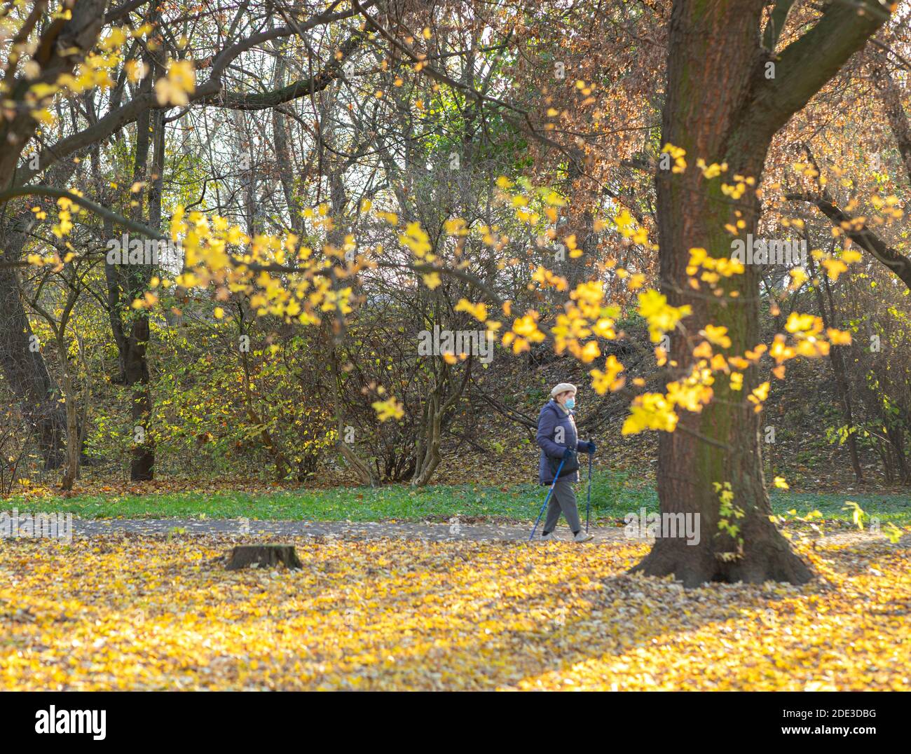 Active senior woman in face mask doing nordic walk exercise in the park in autumn warm day Stock Photo
