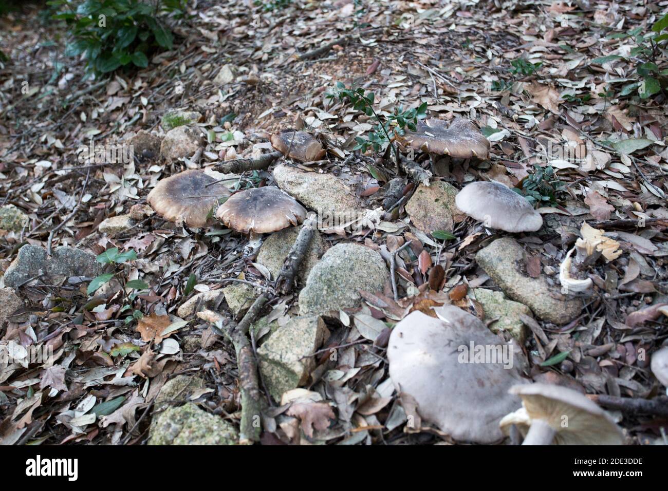 agaricales armillariamushrooms in the wood of Sardinia during winter Stock Photo